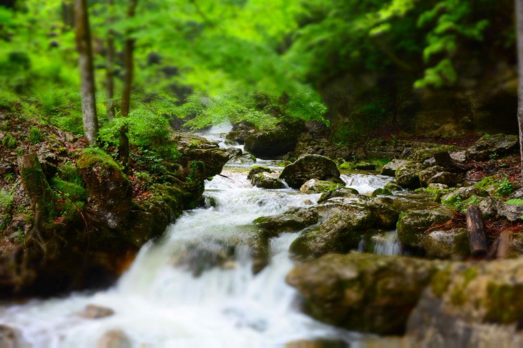 Therapie im Wald