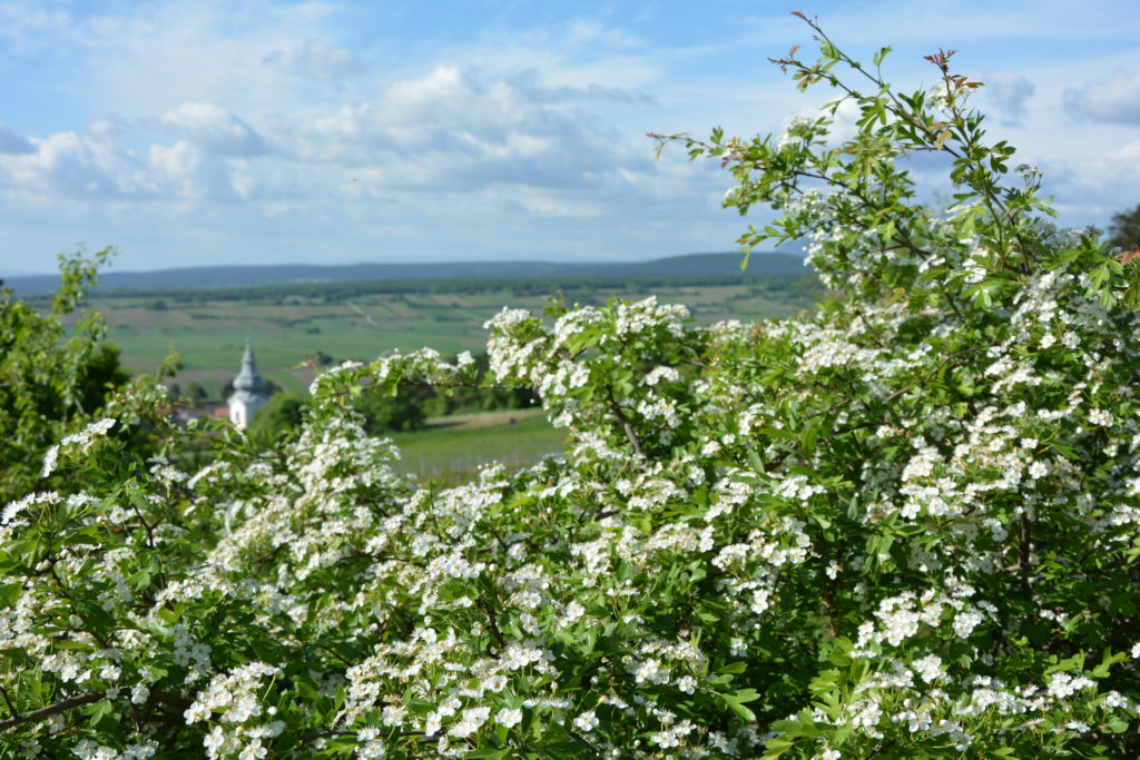 Kräuterwanderungen Juni