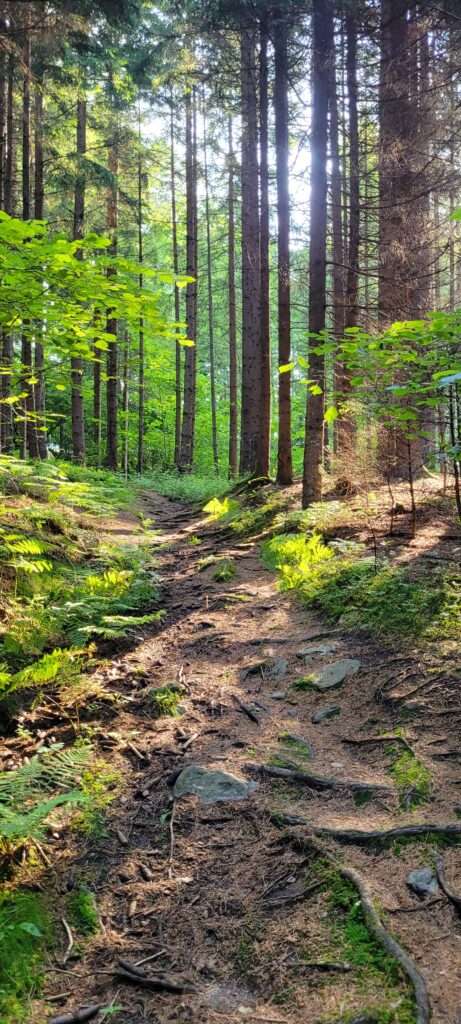 Waldbaden - 19.07.2026